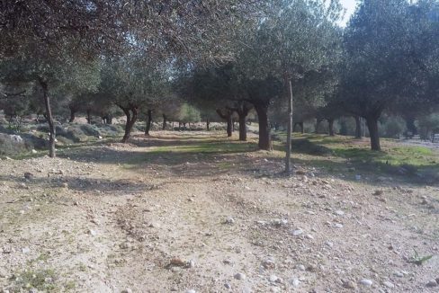Rhodes plot for sale