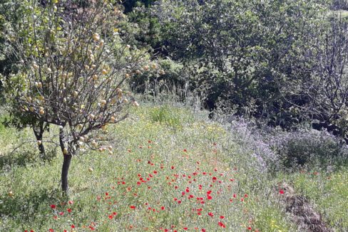Olive trees and fruit trees