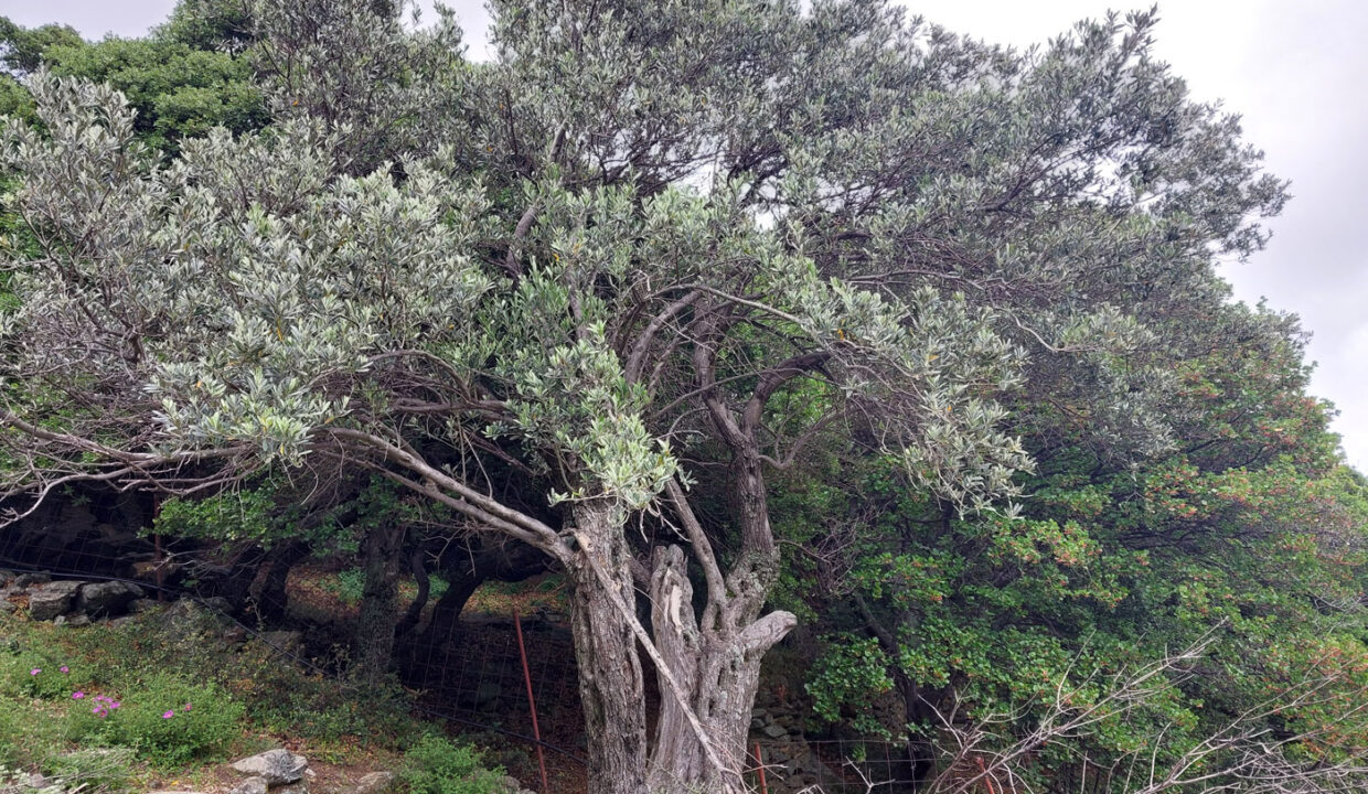 Olive tree and make your olive oil